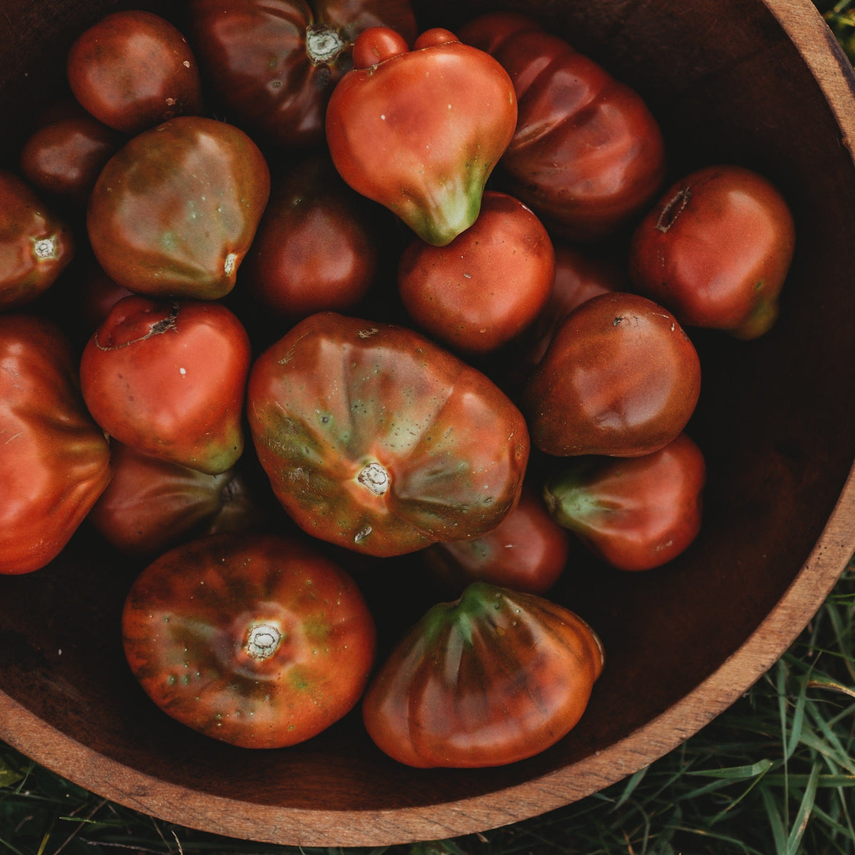 Japanese Trifele Black Heirloom Plum/Paste Tomato