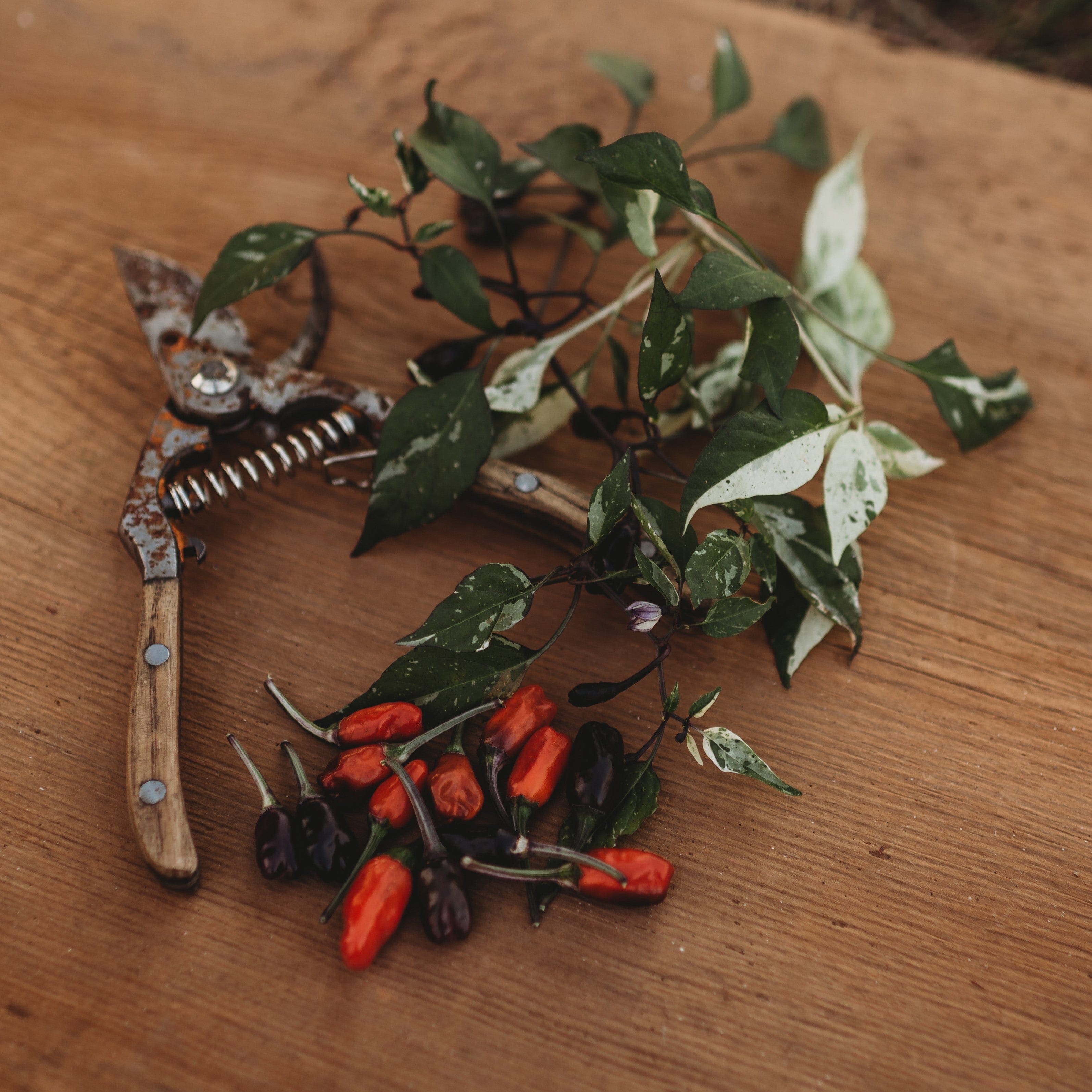 Jigsaw Variegated Hot Pepper Seeds