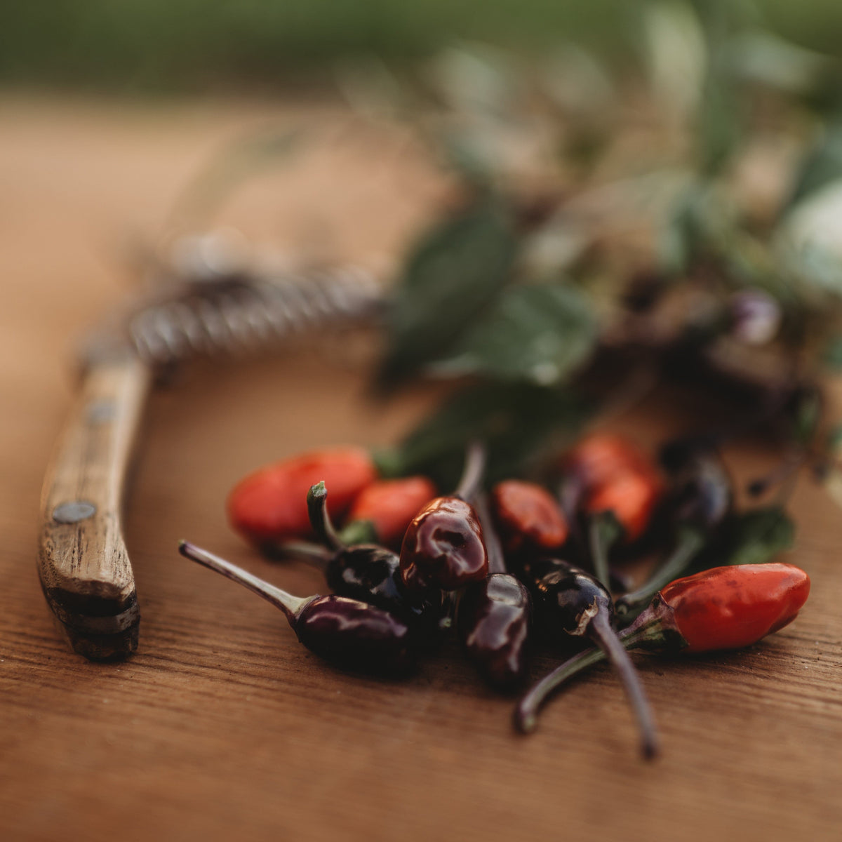 Jigsaw Variegated Hot Pepper