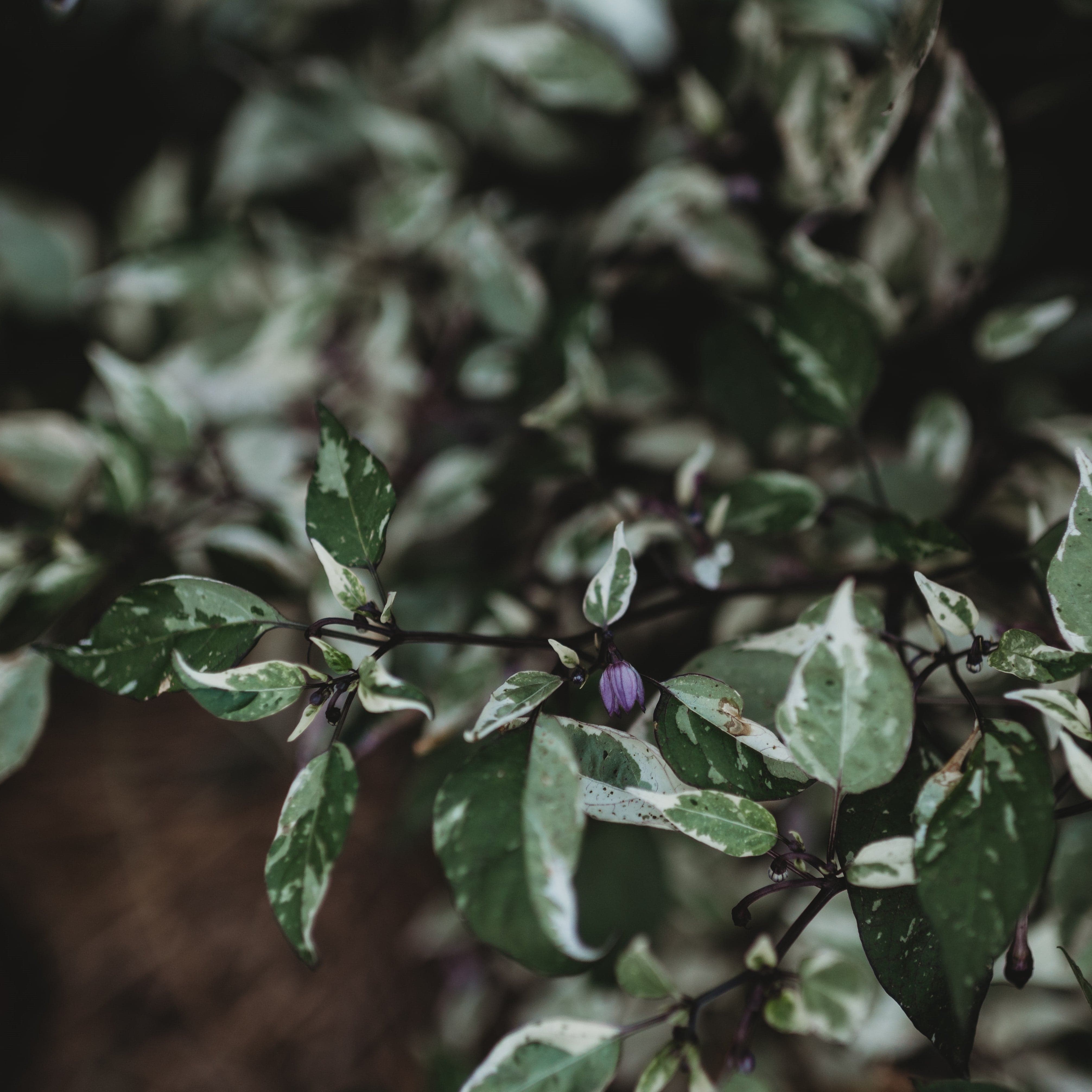 Jigsaw Variegated Hot Pepper Seeds