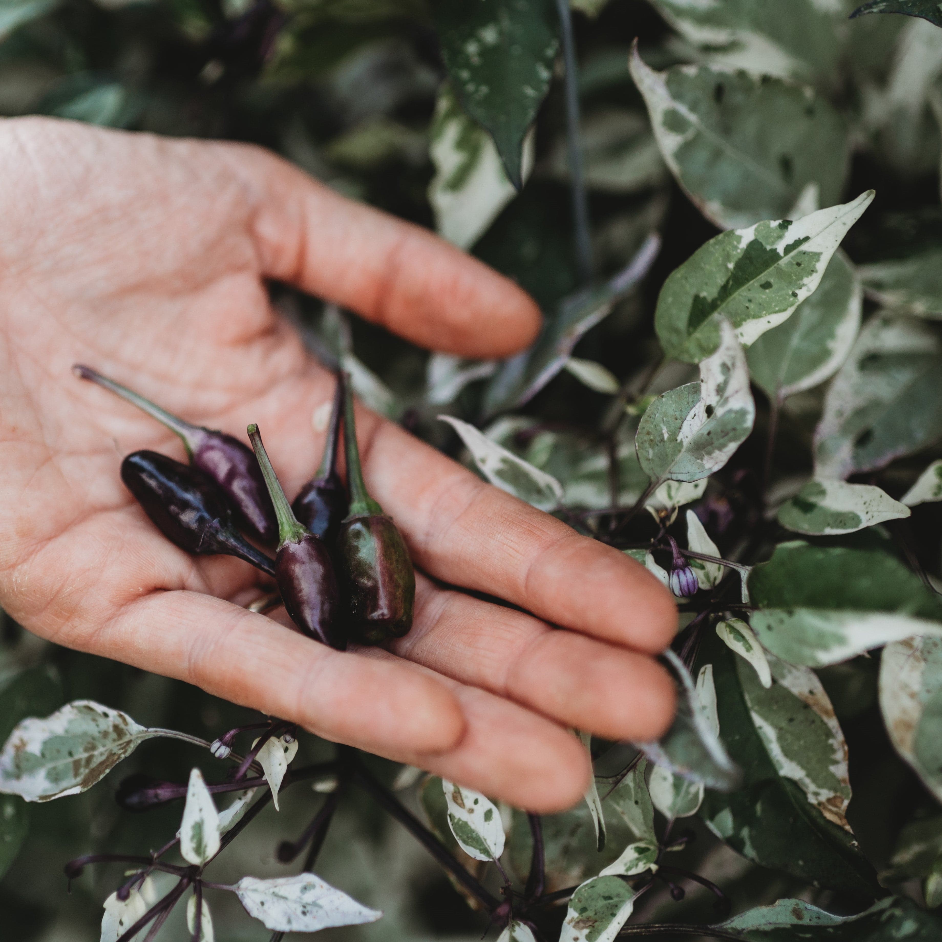 Jigsaw Variegated Hot Pepper Seeds