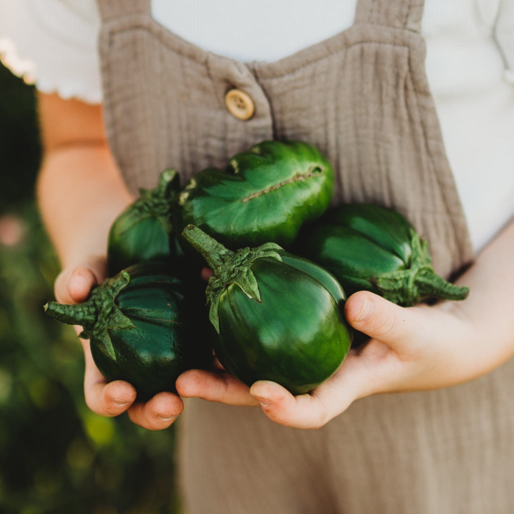 Jilo Morro Redondo Brazilian Eggplant Seeds