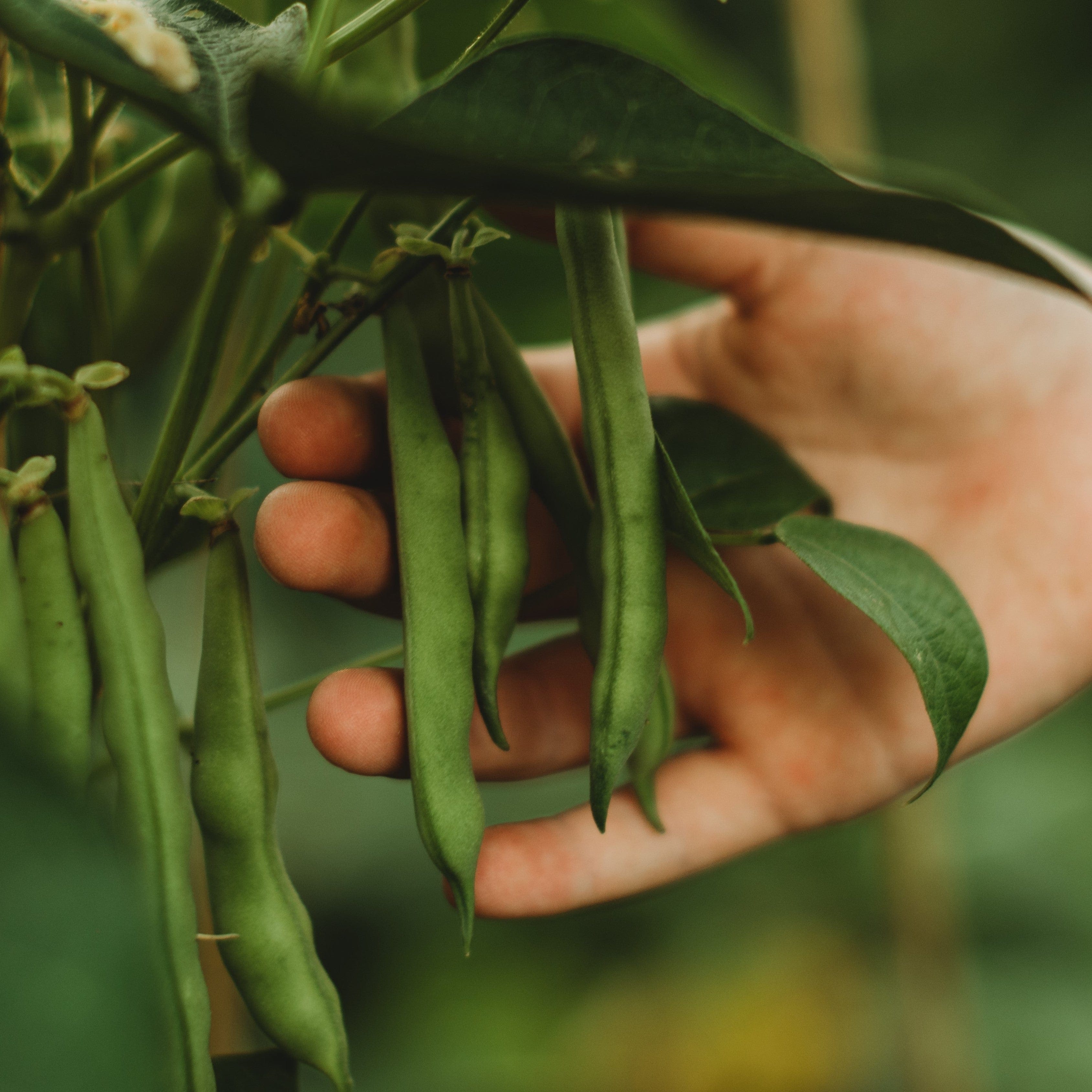 Josephine Jackson White Half-Runner Snap/Green Bean Seeds