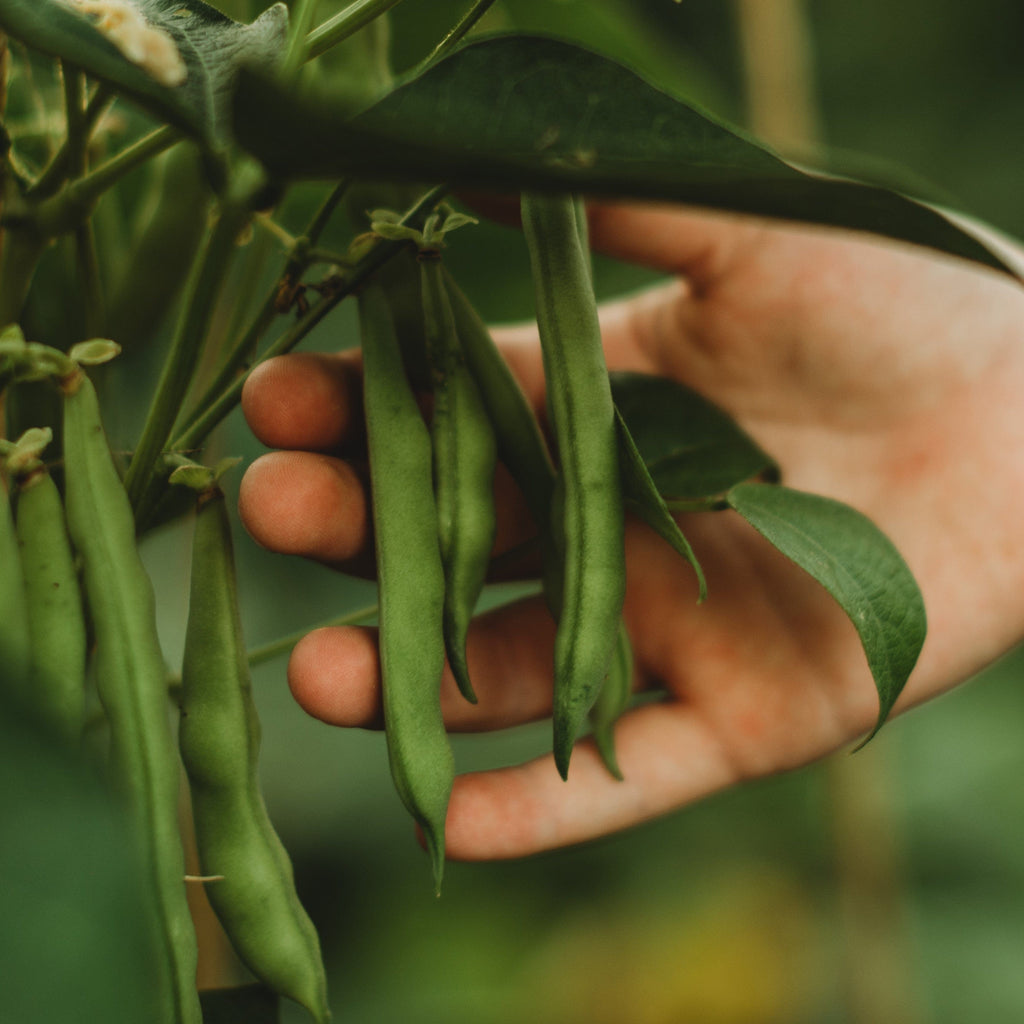 Josephine Jackson White Half-Runner Snap/Green Bean Seeds