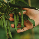 Josephine Jackson White Half-Runner Snap/Green Bean Seeds