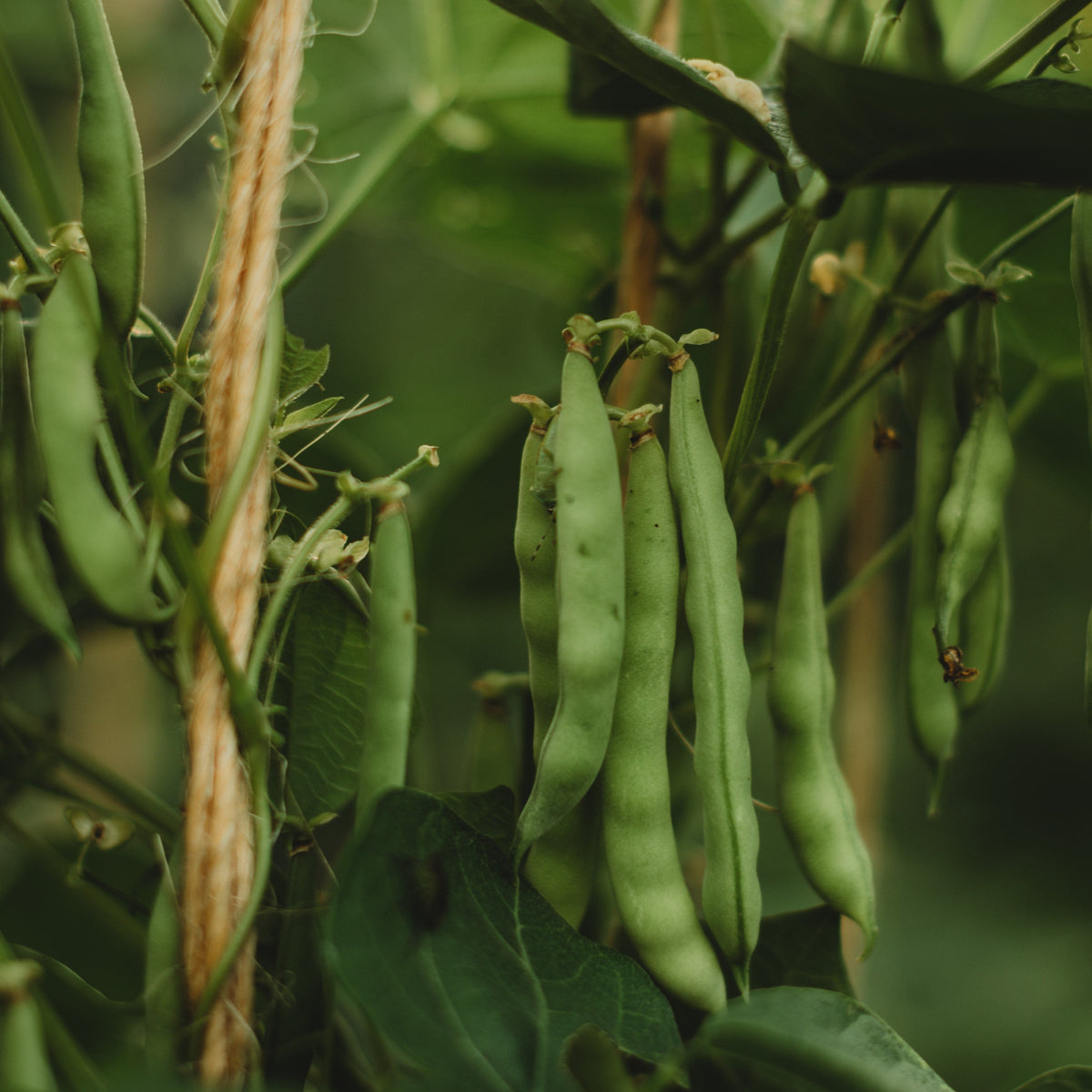 Josephine Jackson White Half-Runner Snap/Green Bean