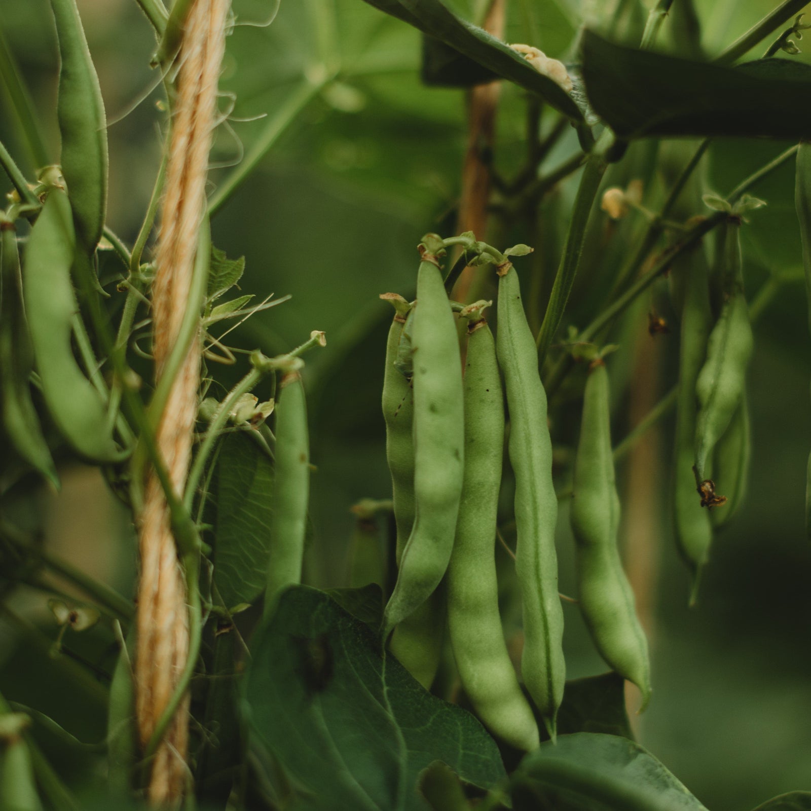 Josephine Jackson White Half Runner Snap/Green Bean Thresh Seed Co.