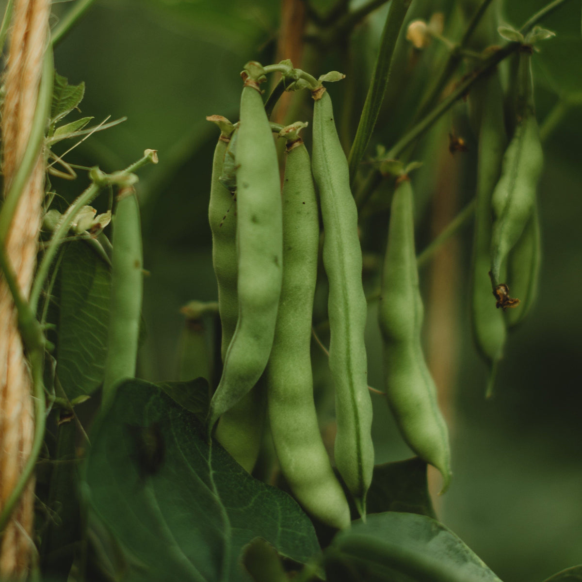 Josephine Jackson White Half-Runner Snap/Green Bean