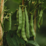 Josephine Jackson White Half-Runner Snap/Green Bean Seeds