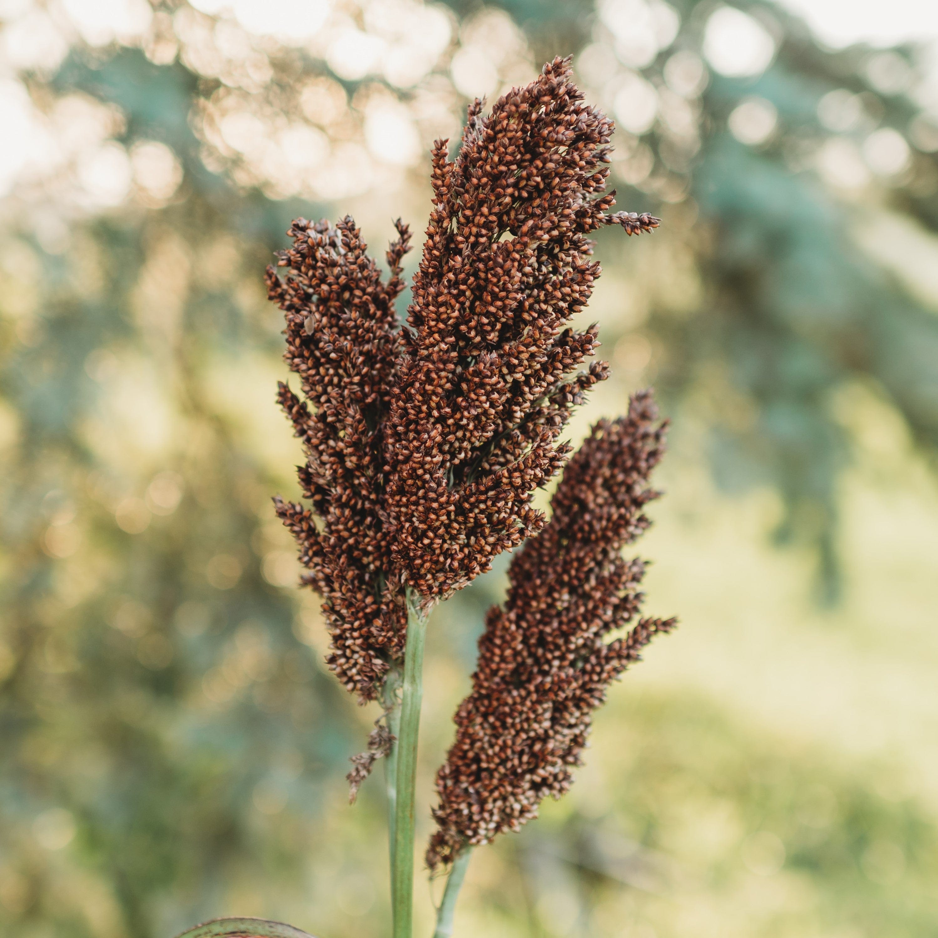 Kansas Orange Sweet/Cane Sorghum Seeds
