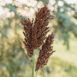 Kansas Orange Sweet/Cane Sorghum Seeds