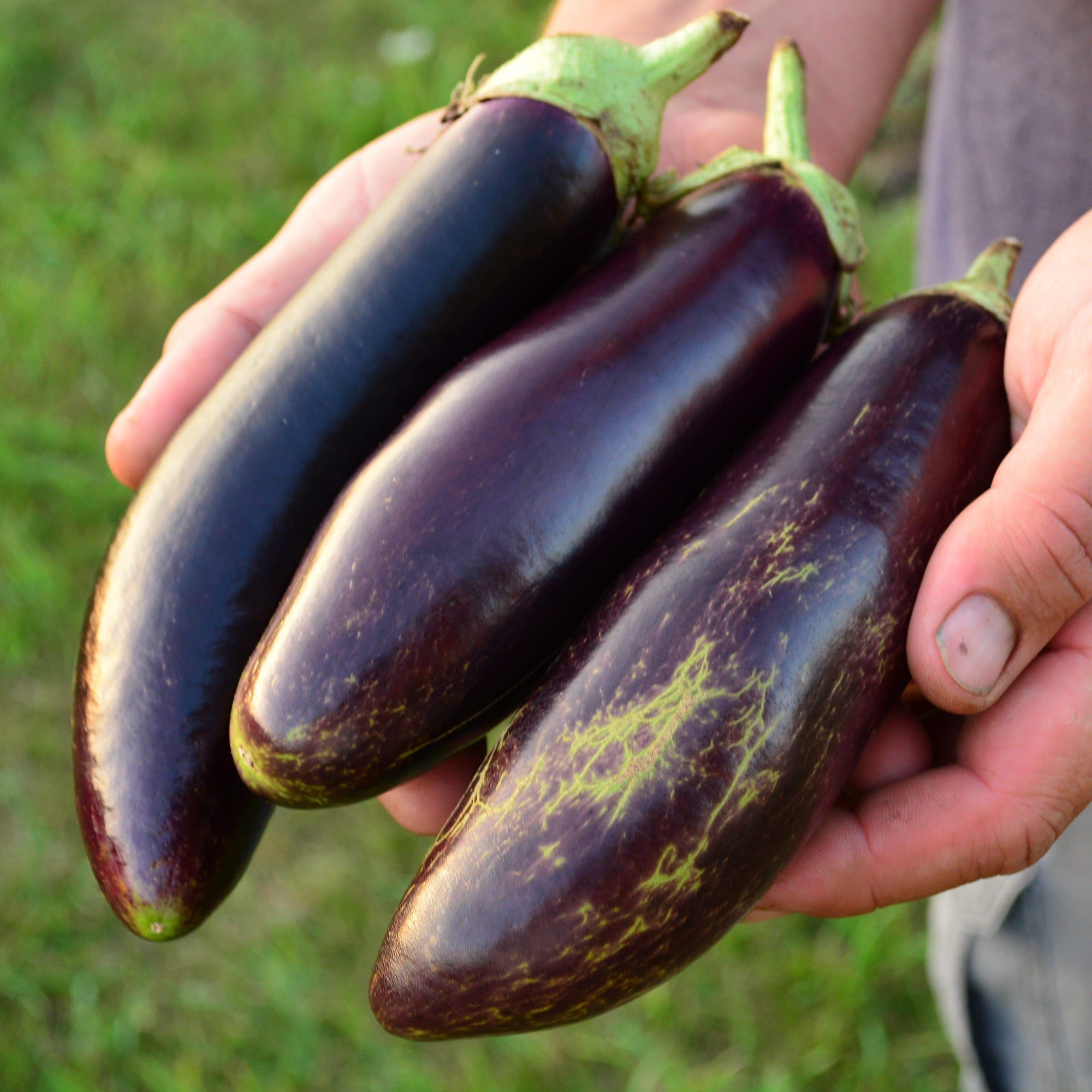 Kemer Eggplant