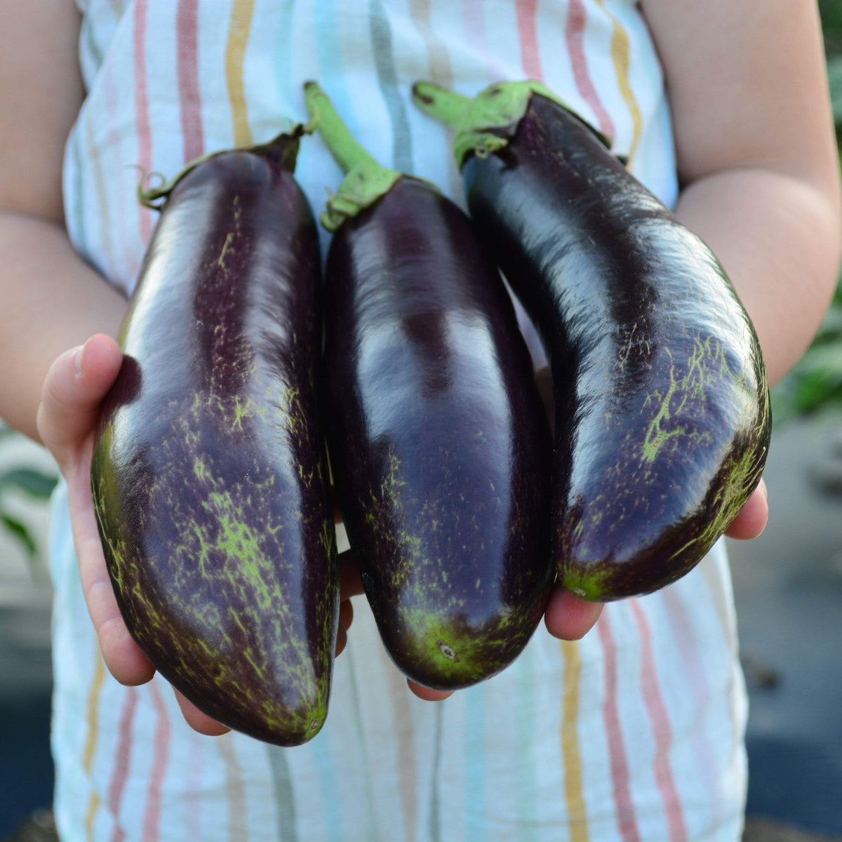 Kemer Eggplant