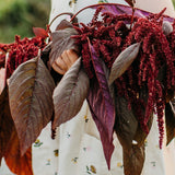 Kerala Red Spinach Amaranth Seeds