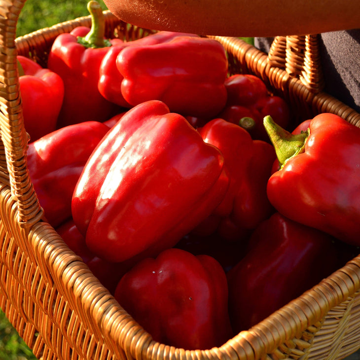 Keystone Resistant Giant Bell Pepper Seeds
