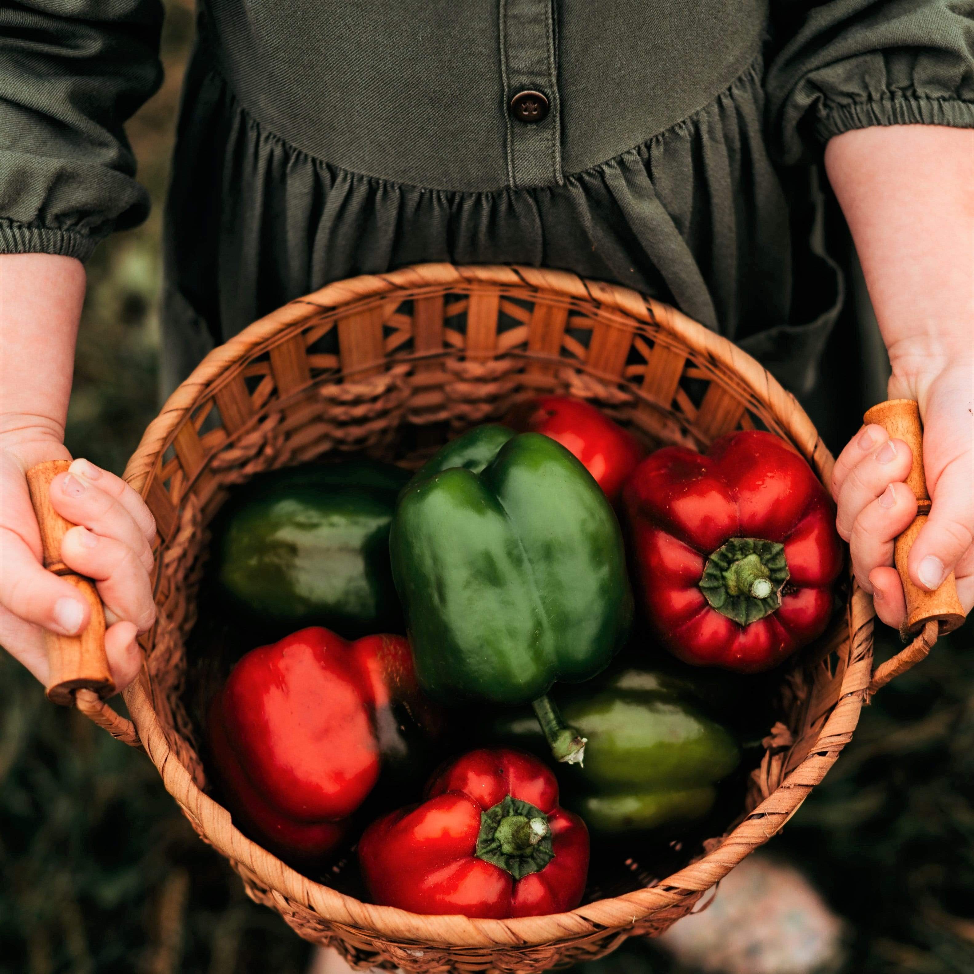 King of the North Bell Pepper Seeds