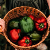 King of the North Bell Pepper Seeds