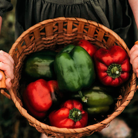 King of the North Bell Pepper Seeds