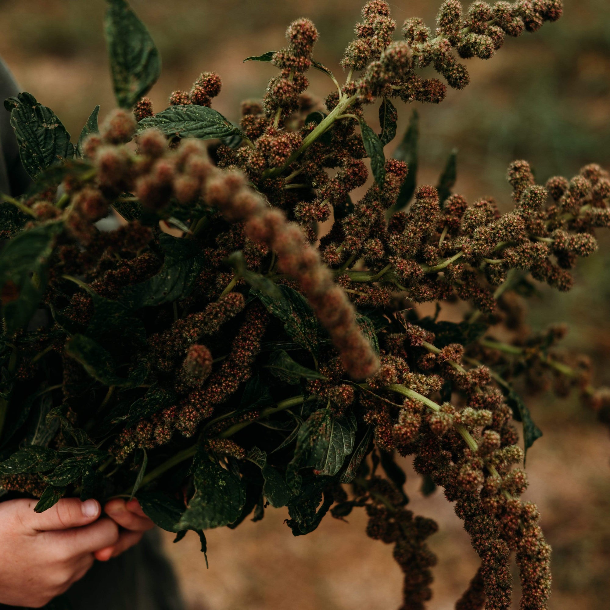 Kiwillo Amaranth