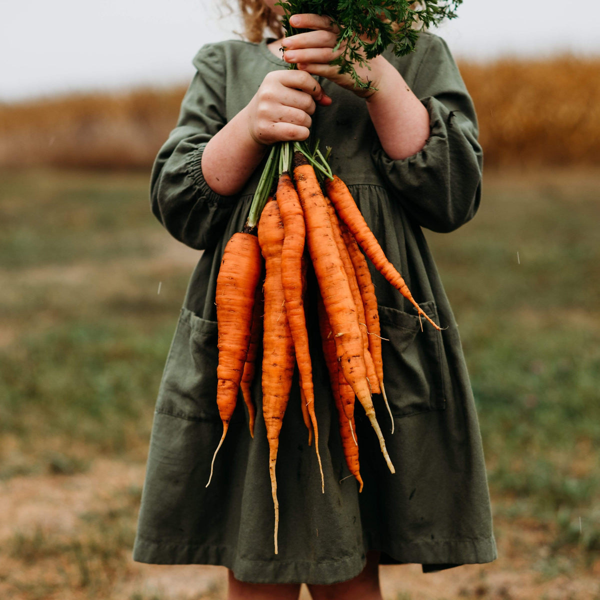 Kuroda Carrot