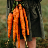 Koruda Carrot Seeds