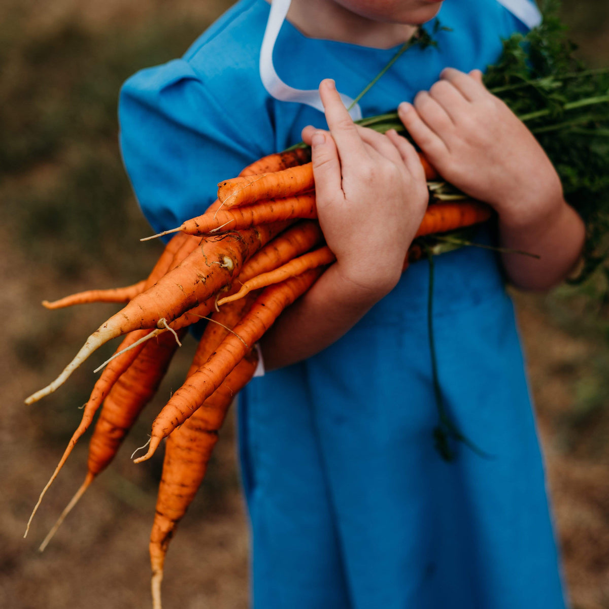 Kuroda Carrot