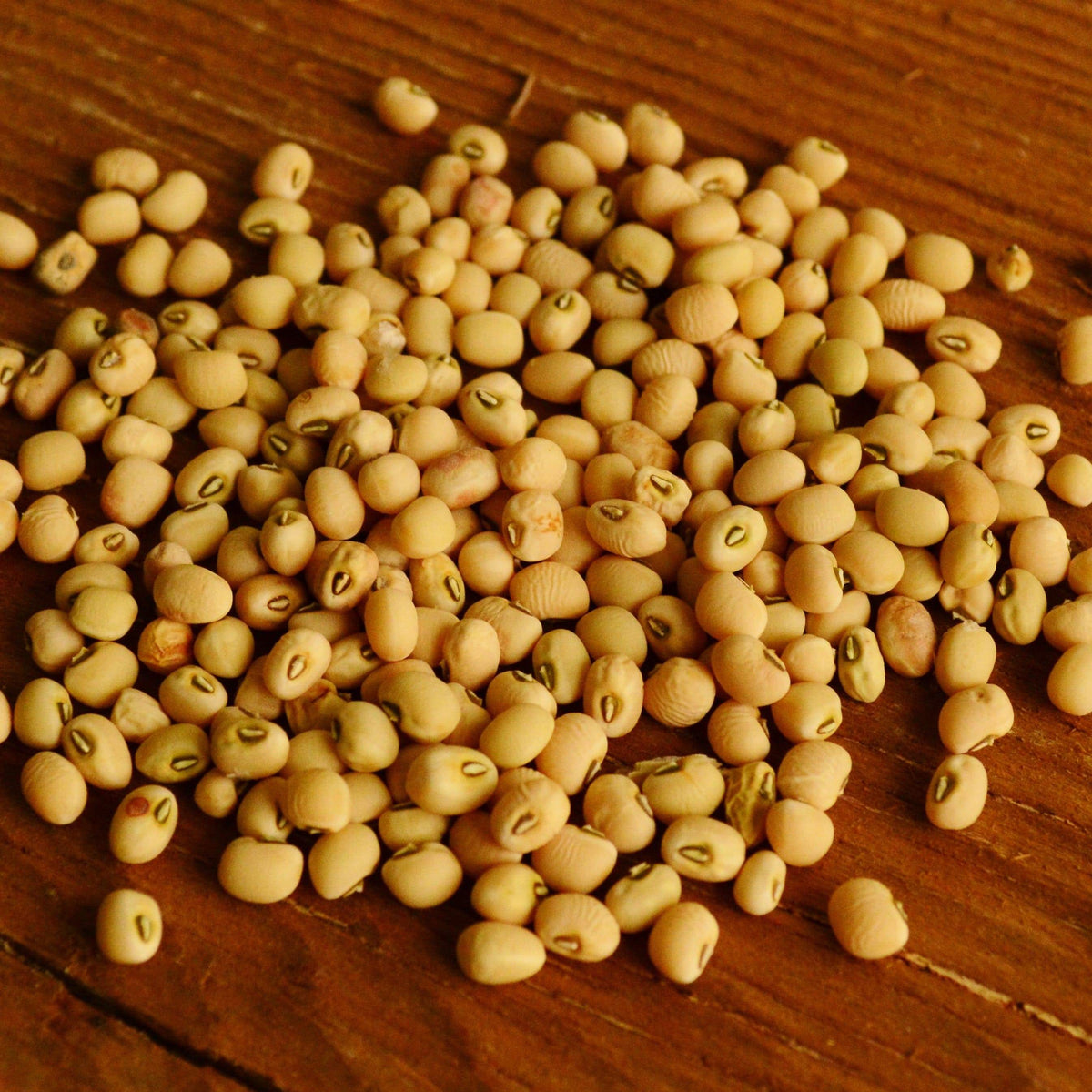 Lady Cowpea