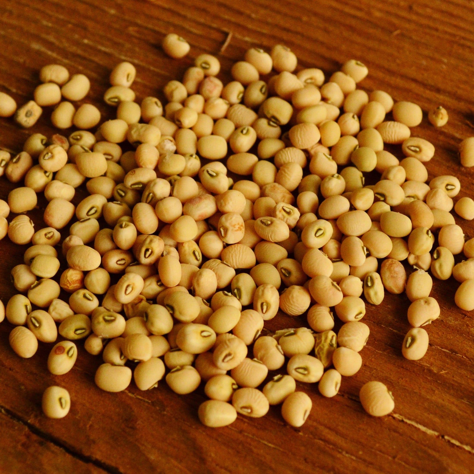 Lady Cowpea