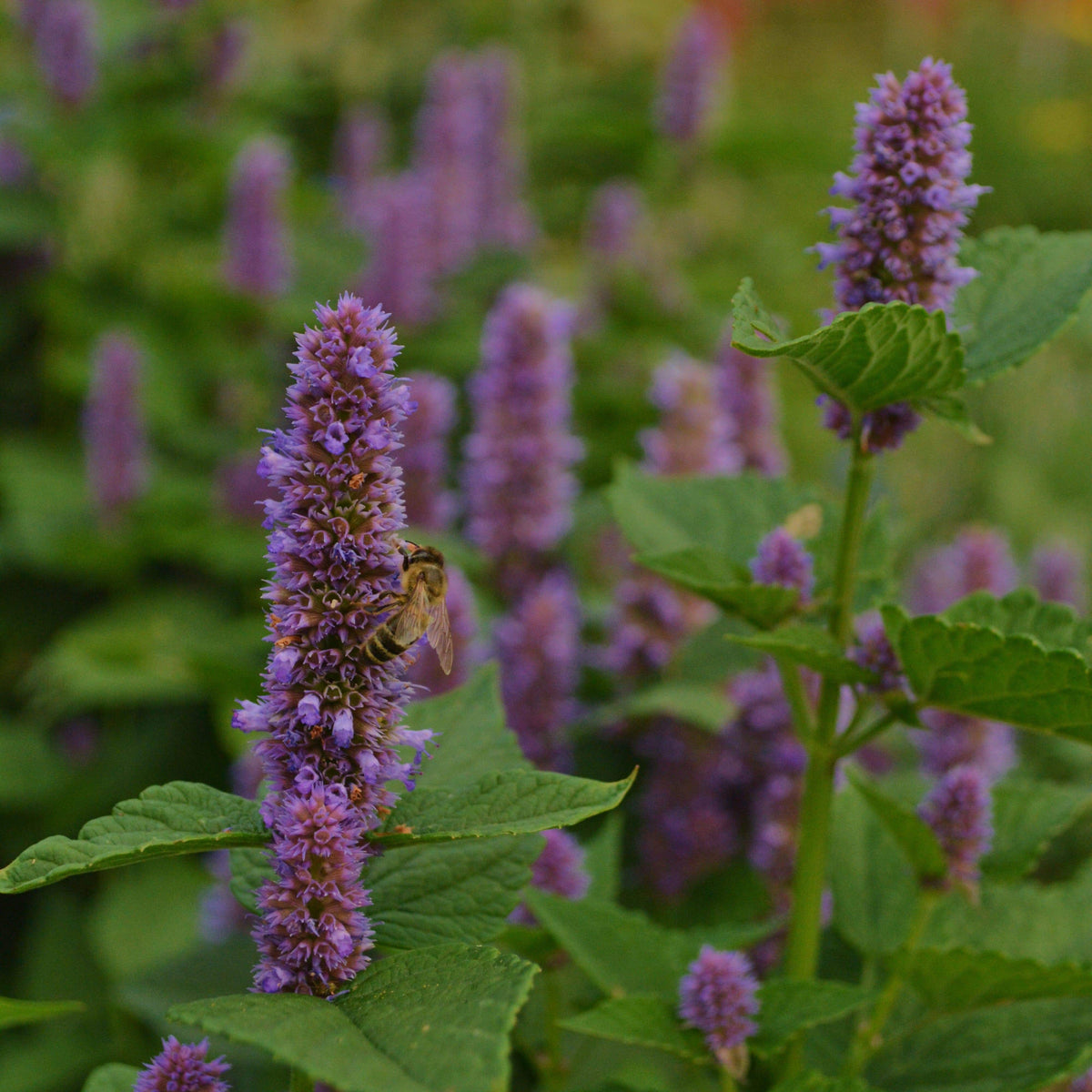 Lavender Hyssop