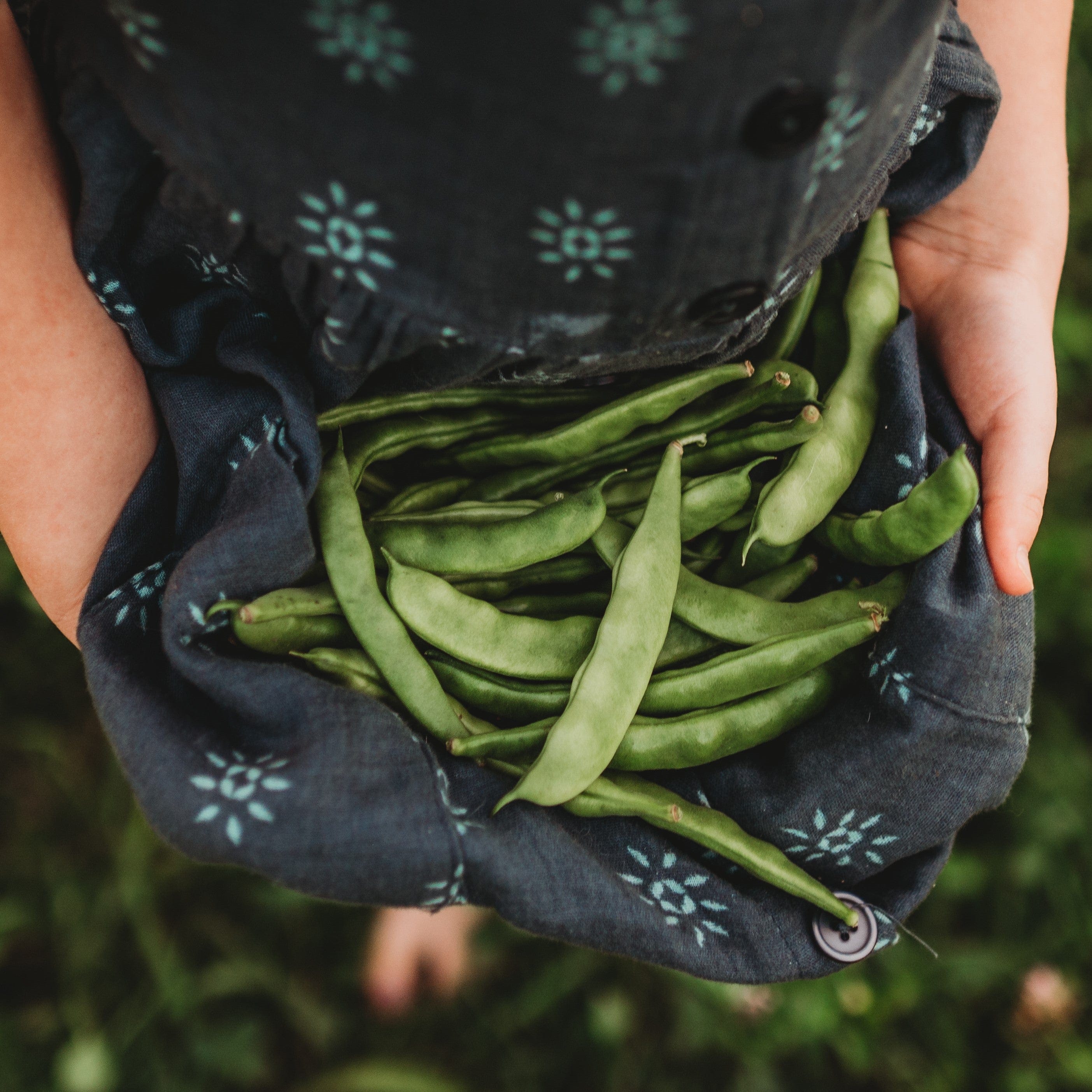 Lazy Wife Greasy Bean Seeds