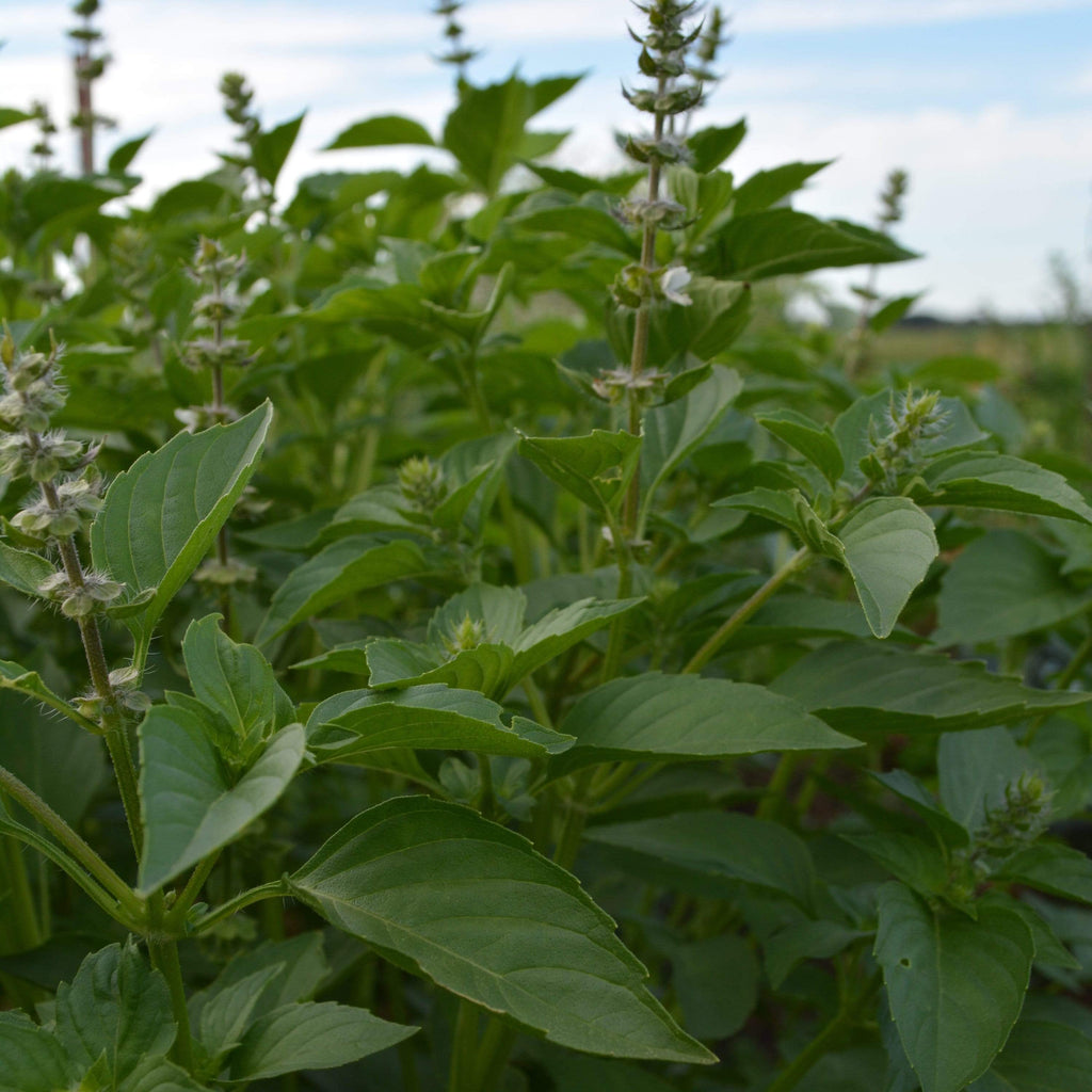 Lemon Basil Growing in garden