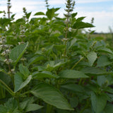 Lemon Basil Growing in garden