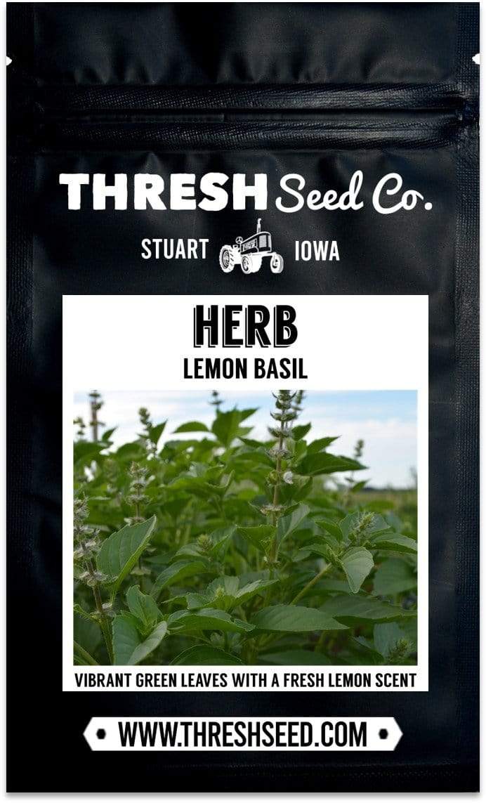 Lemon Basil Seeds