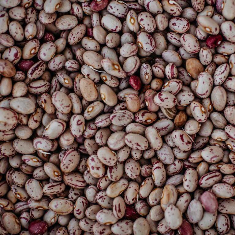 Lina Sisco Bush Shelling Bean Seeds