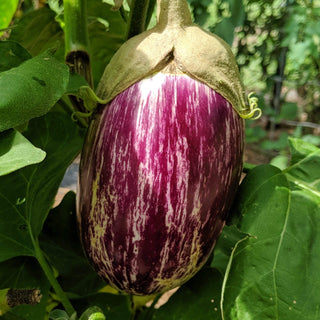 Listada De Gandia Eggplant