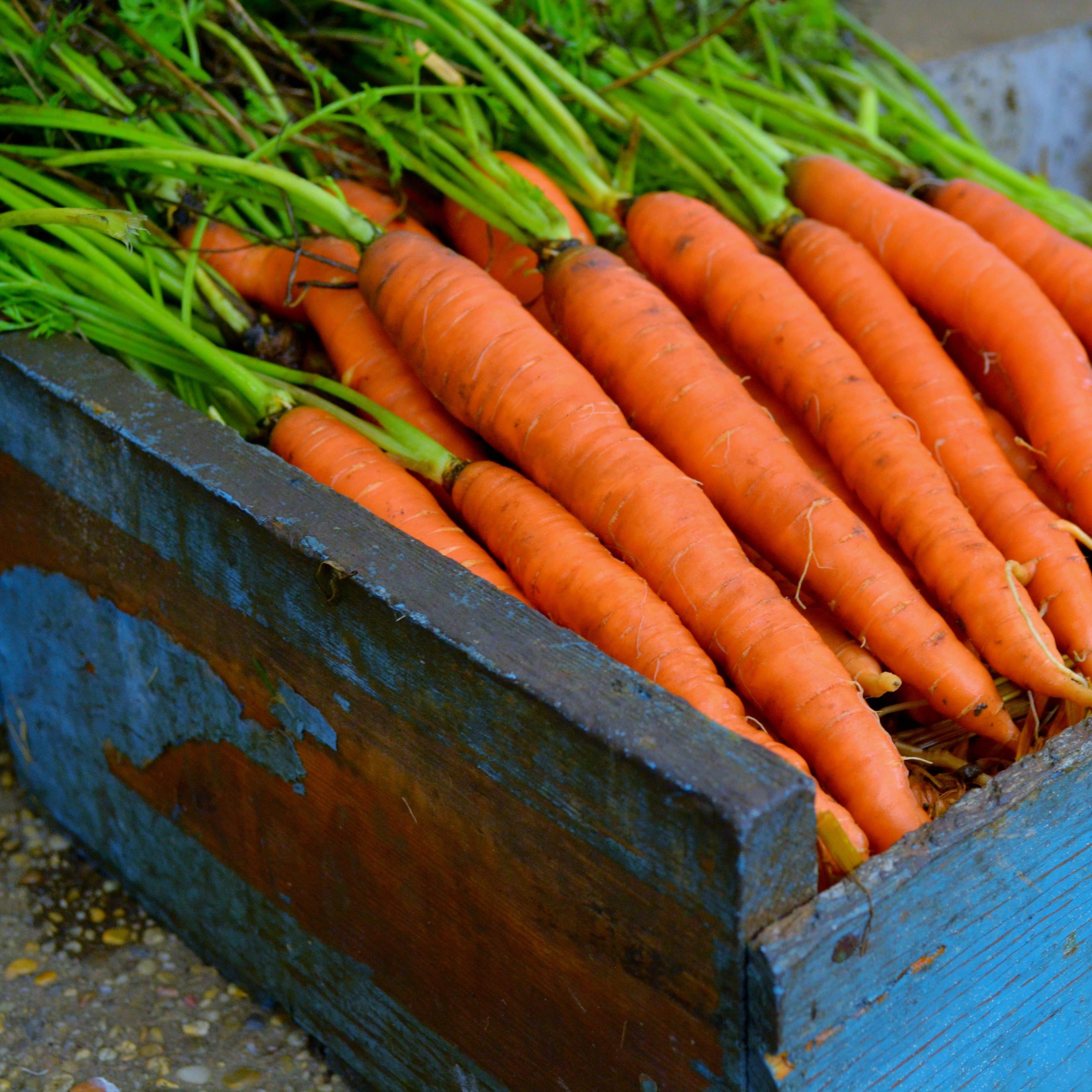 Little Fingers Carrot Seeds