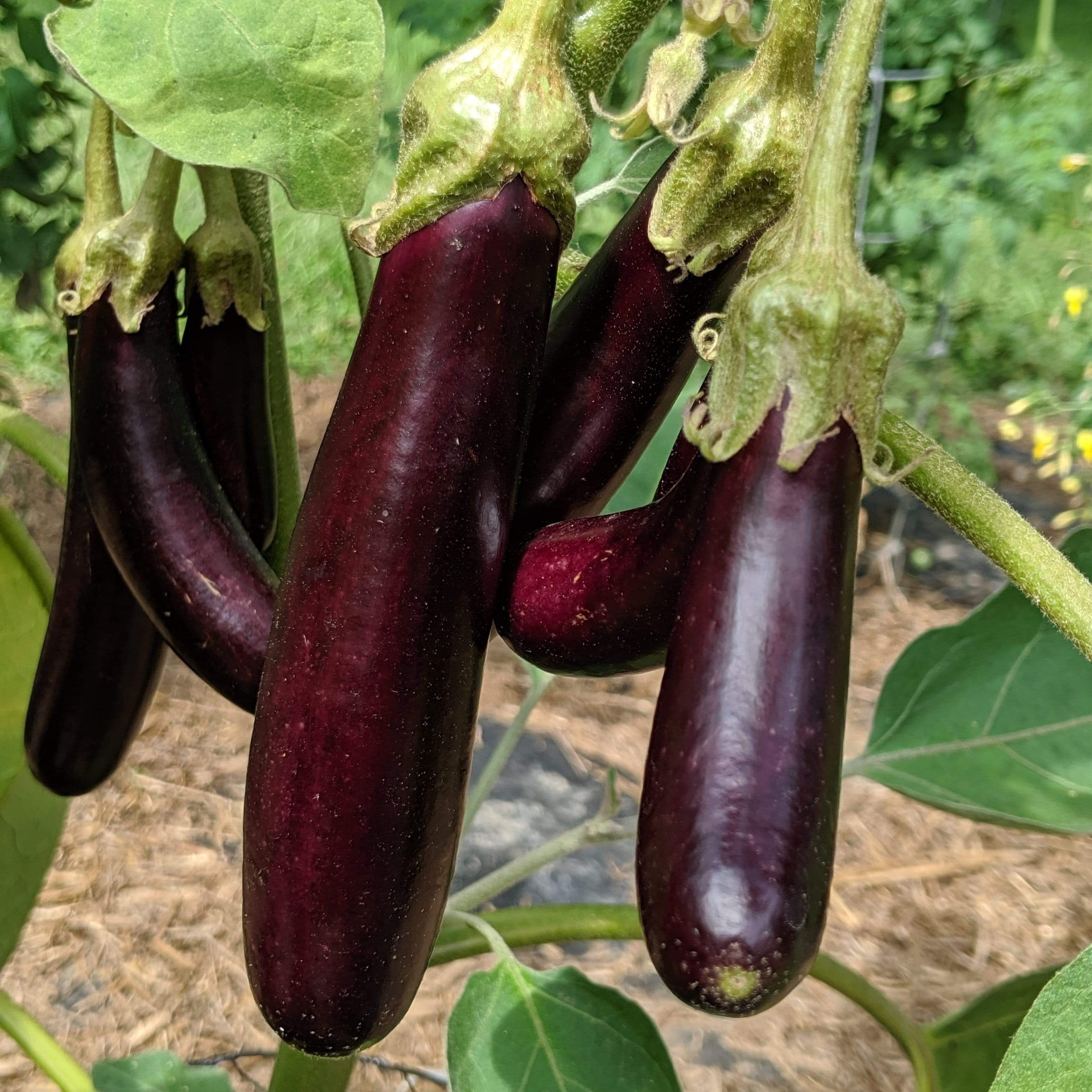Little Fingers Eggplant Seeds