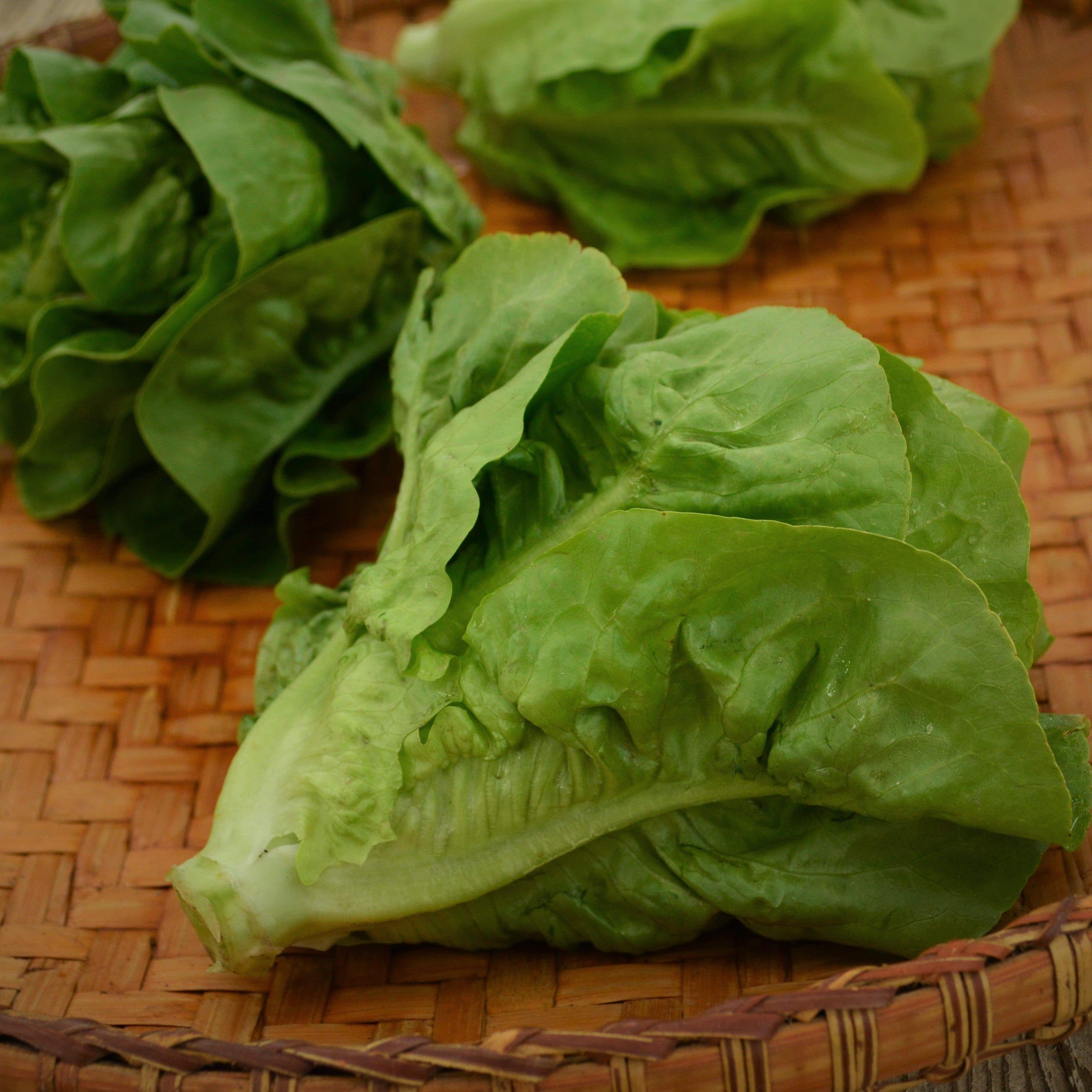 Little Gem Romaine Lettuce Seeds