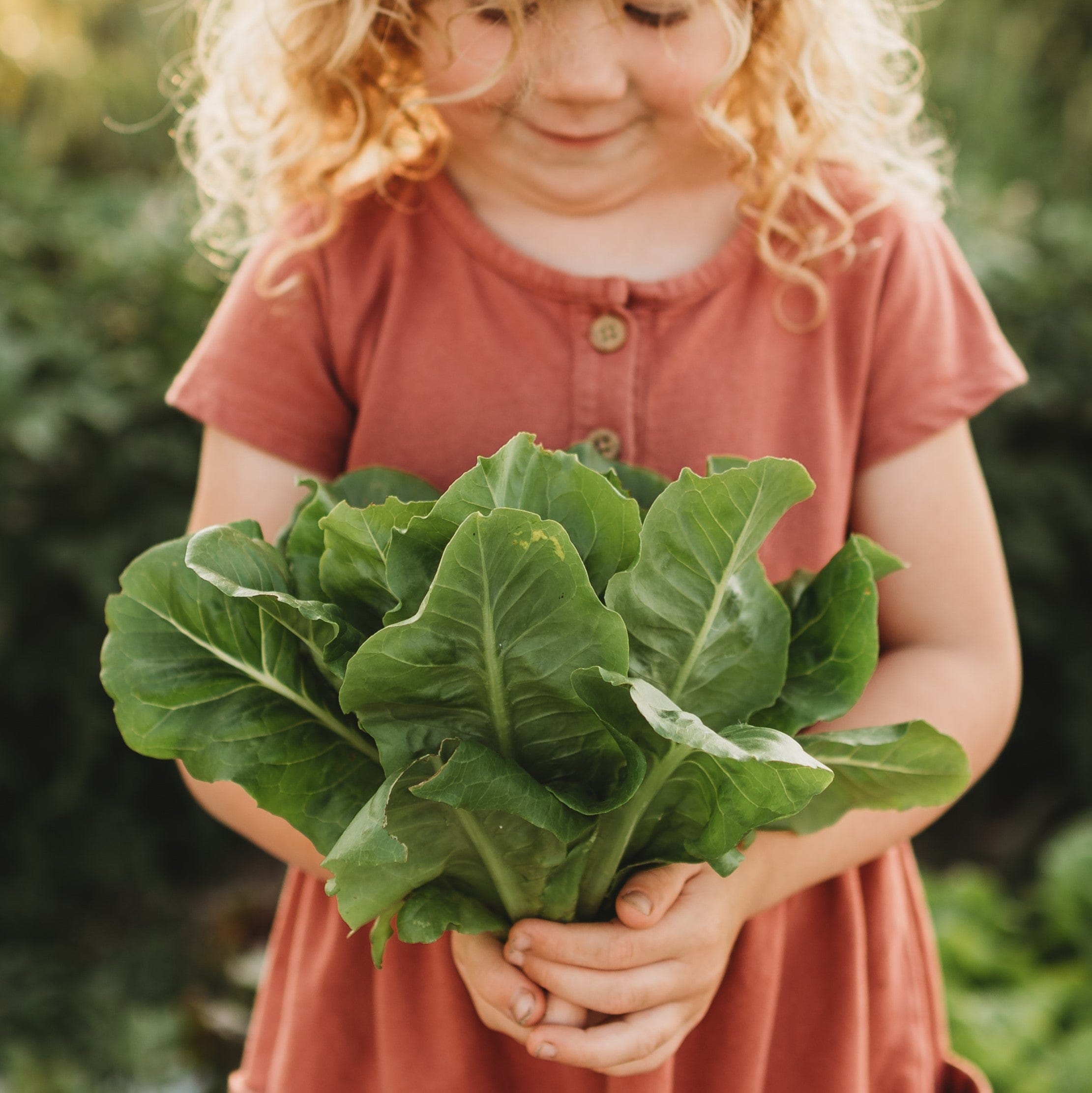 Little Gem Romaine Lettuce Seeds