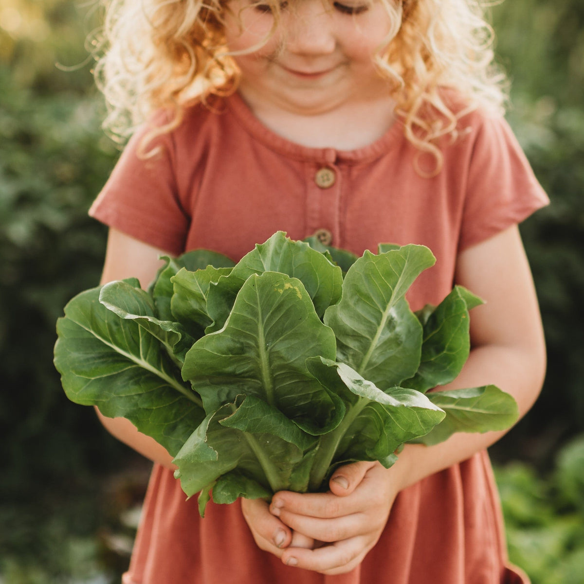 Little Gem Romaine Lettuce