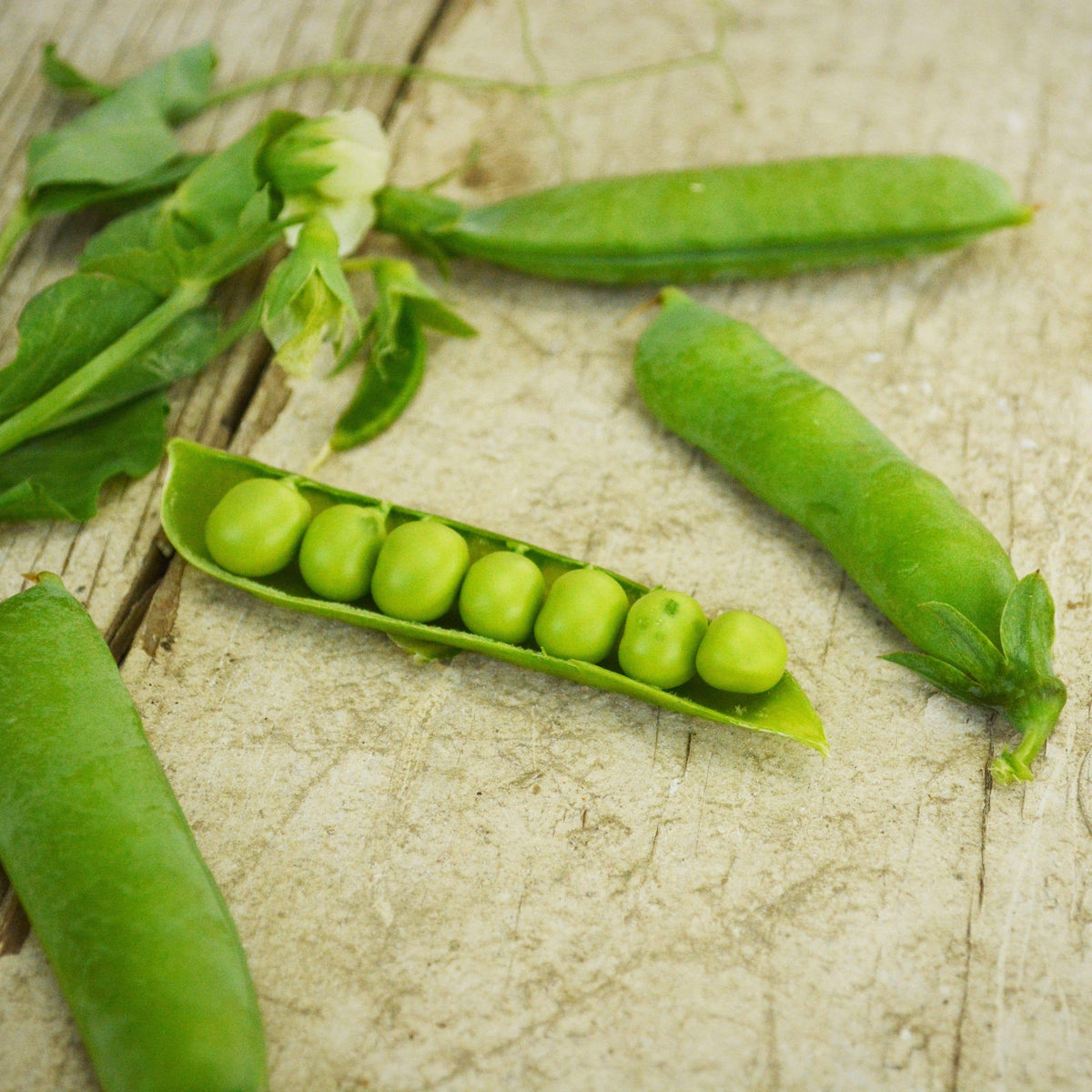 Little Marvel Shelling Pea