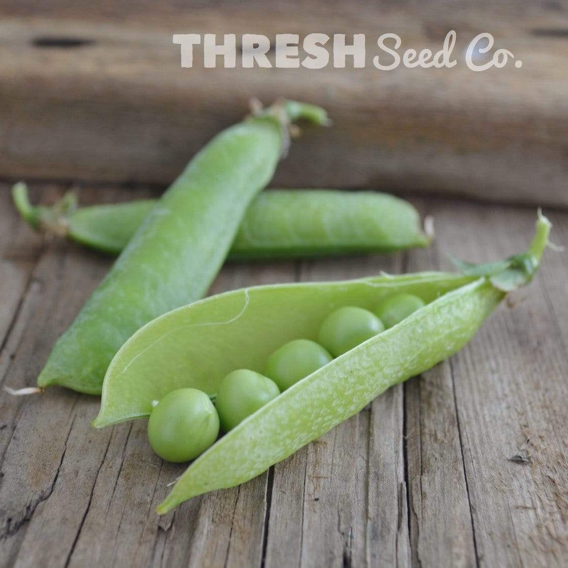 Little Marvel Shelling Pea