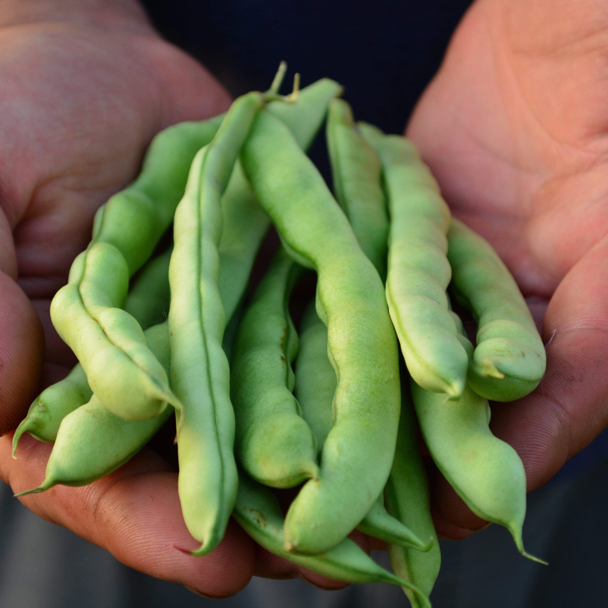 Logan Giant Pole Bean- Thresh Seed Co.