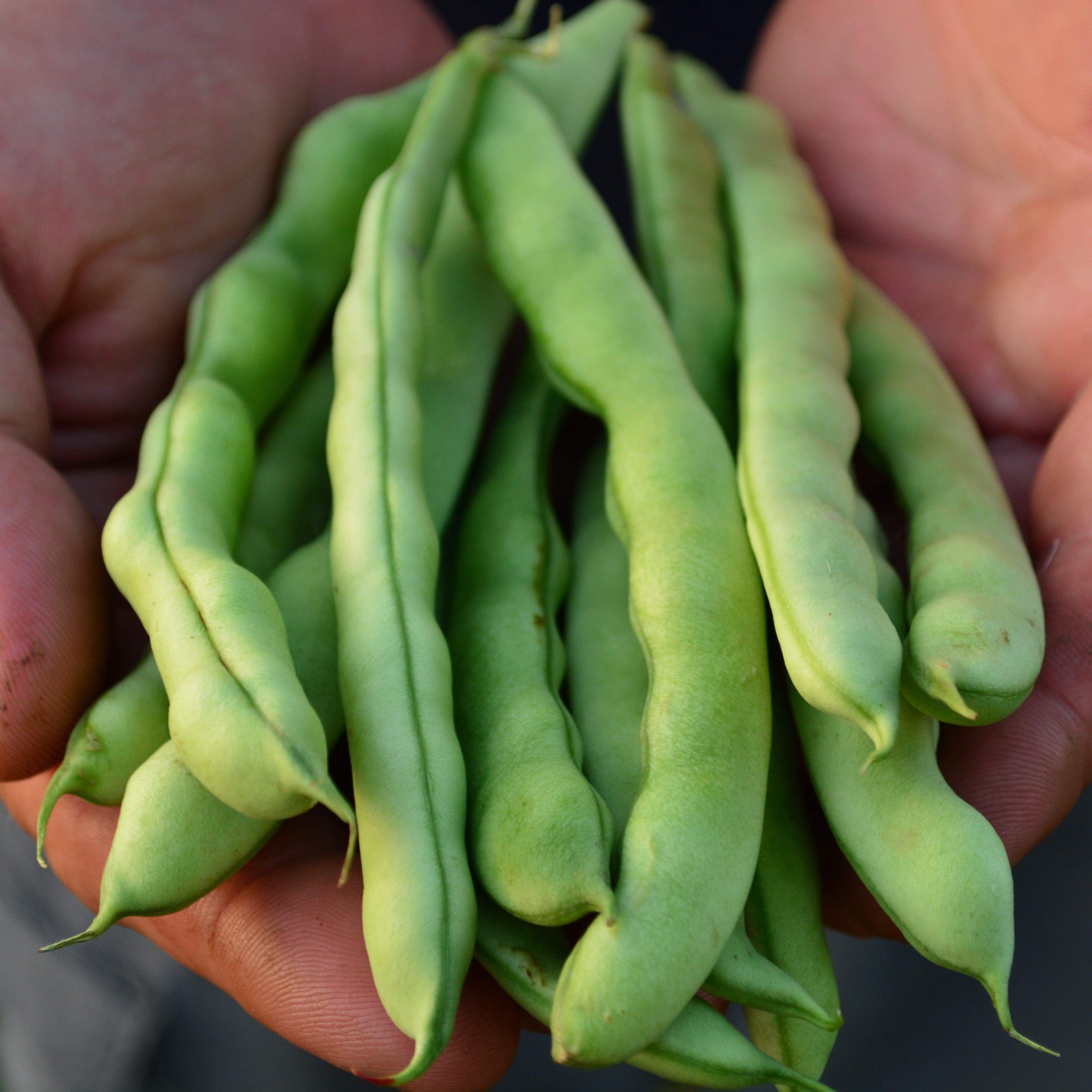 Logan Giant Pole Bean Seeds