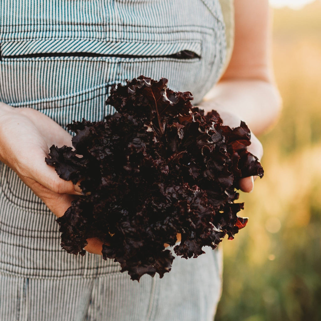 Lolla Rossa Darkness Lettuce Seeds
