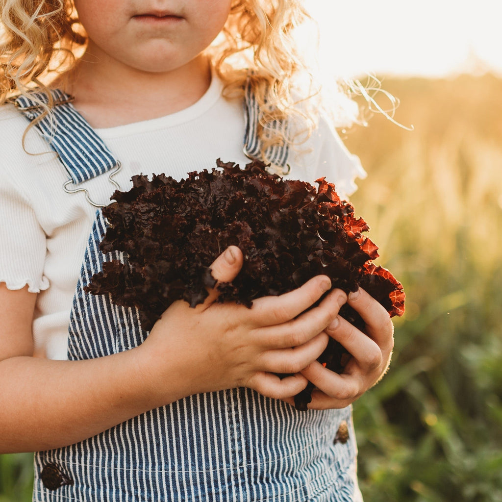 Lolla Rossa Darkness Lettuce Seeds