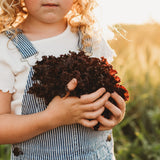 Lolla Rossa Darkness Lettuce Seeds