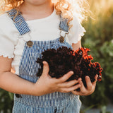 Lolla Rossa Darkness Lettuce Seeds