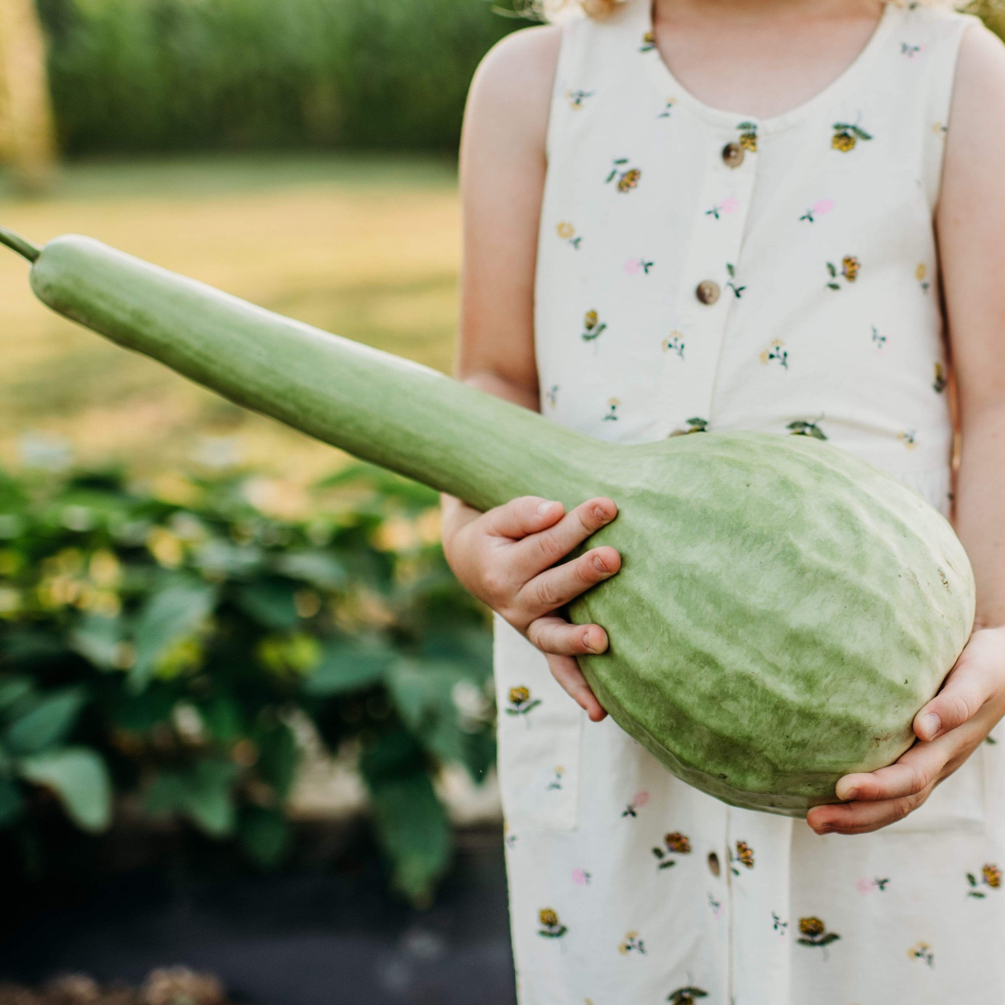 Birdhouse Gourd - Thresh Seed Co.