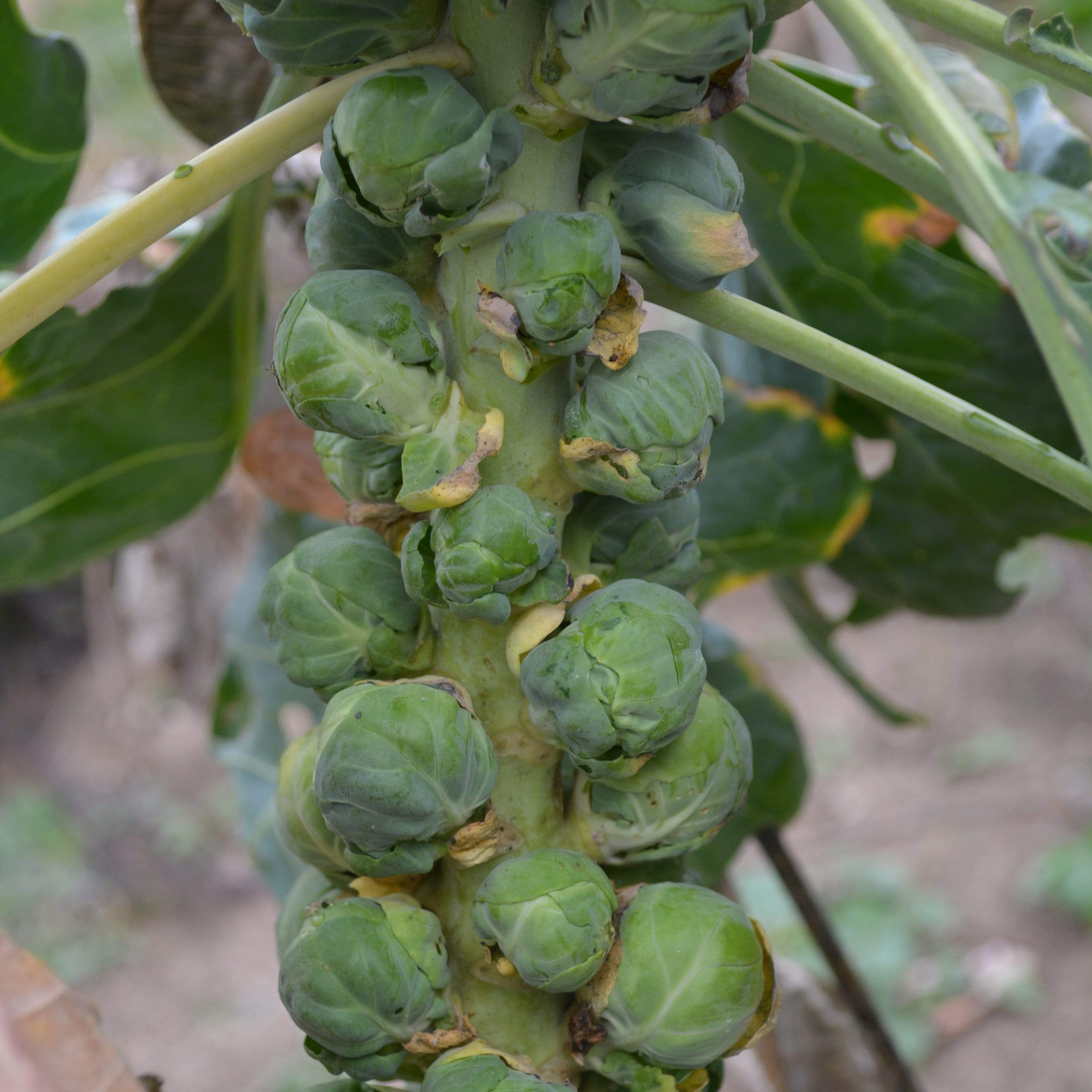 Long Island Improved Brussels Sprouts Seeds